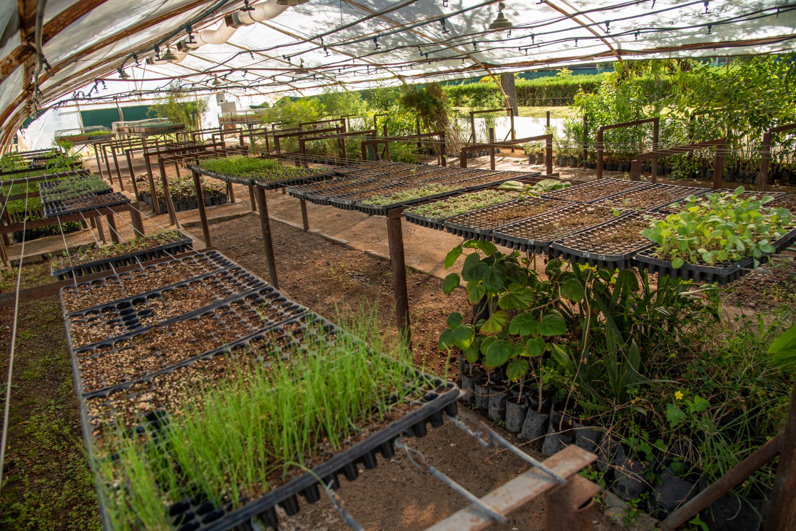 Cultivo en un vivero forestal