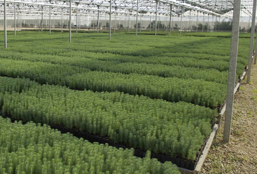 Imagen de un vivero forestal